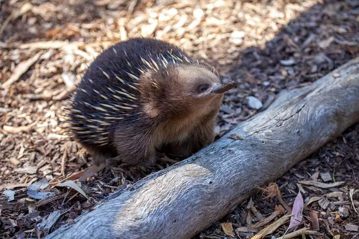 Hobart: Mt. Field, Mt Wellington & Wildlife - Active Day Tour