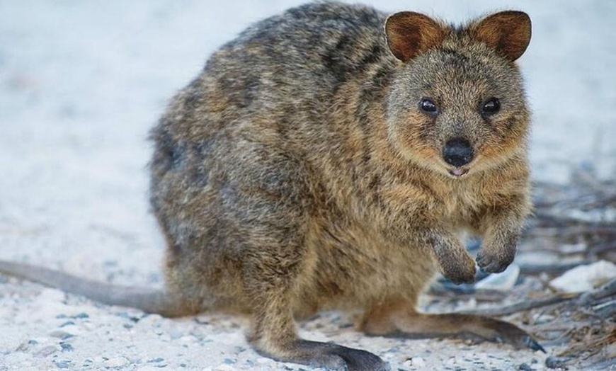 Image 4: Rottnest Island Bayseeker Day Trip from Perth