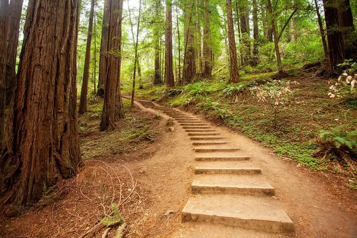 Muir Woods and Sausalito Tour Plus Bay Cruise