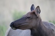 The Premier Wildlife Tours in Rocky Mountain National Park - Second Medium