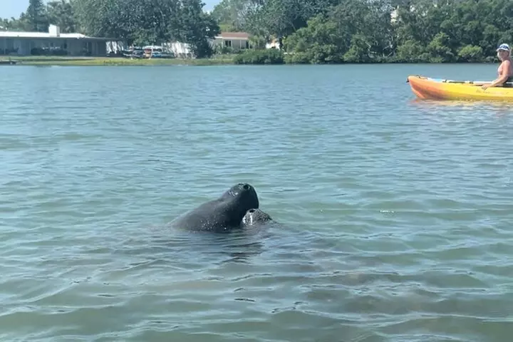 Manatee Discovery Anna Maria Island
