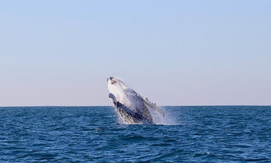 Image 3: Humpback Whale Encounter Tour from Newcastle