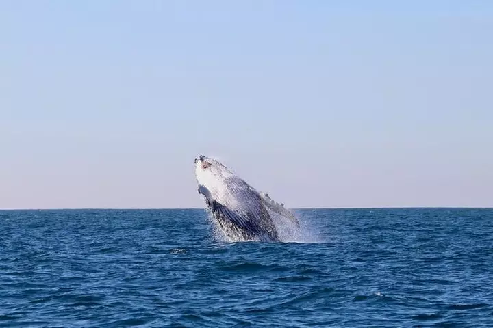 Humpback Whale Encounter Tour from Newcastle