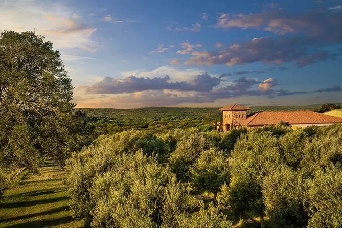 Texas Olive Industry Orchard Tour in Dripping Springs - Primary Image