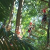 Image 12: Sunshine Coast Adventure Park TreeTop Challenge