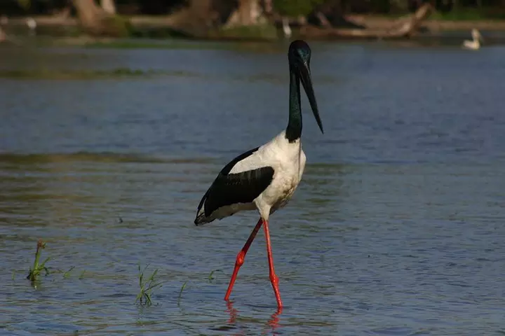 Litchfield and Jumping Crocodiles Full Day Trip from Darwin