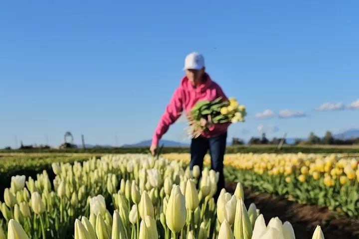 Tulip Valley Farms U Pick Experience - Primary Image