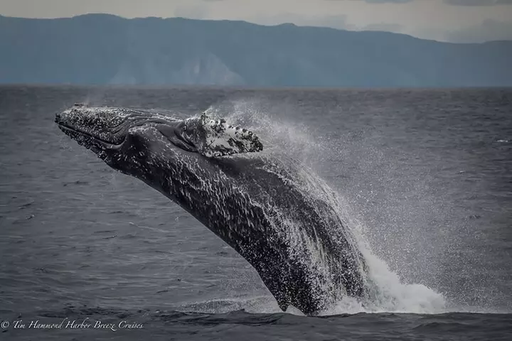 Guided Whale Watching Tour from Long Beach