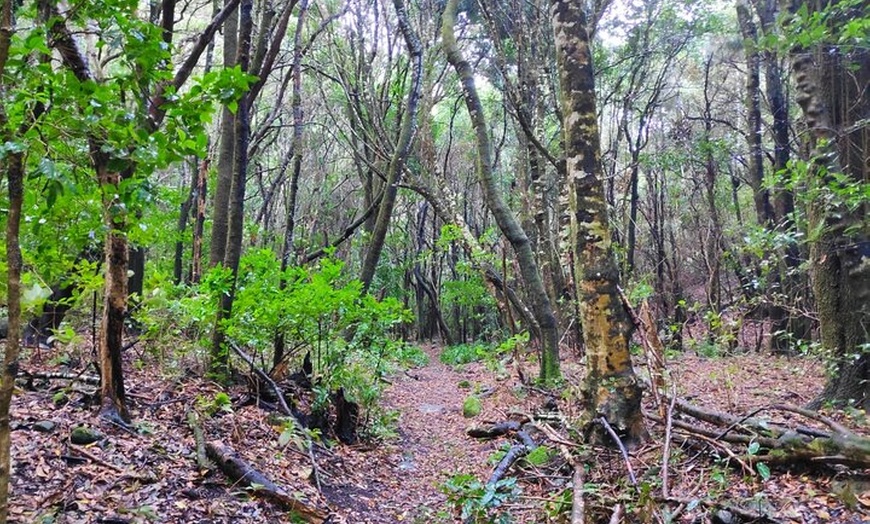 Image 15: Viajes en el tiempo entre los volcanes Trevejo y Chinyero en Tenerife