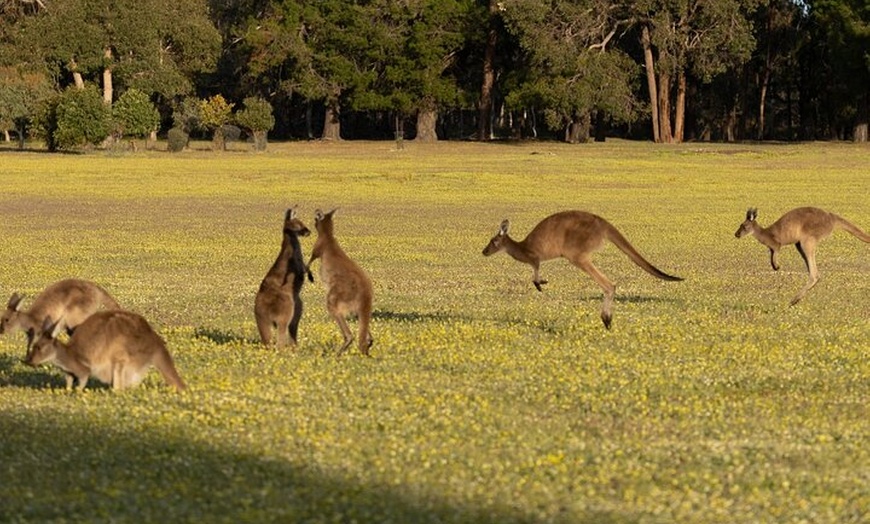 Image 22: Australian Animal Night Safari