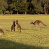 Image 22: Australian Animal Night Safari