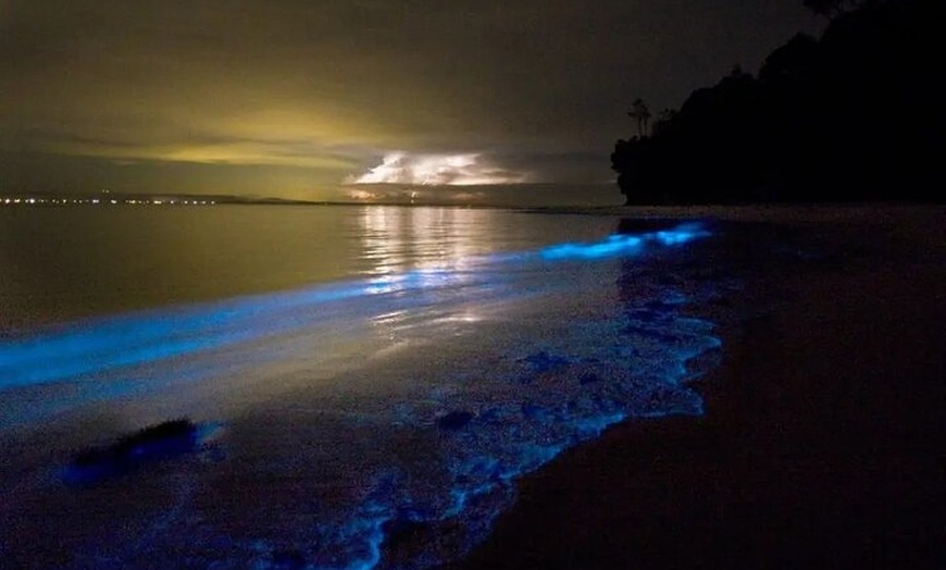 Image 4: Holbox Bioluminescence Private Tour by Golf Cart