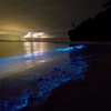 Image 4: Holbox Bioluminescence Private Tour by Golf Cart