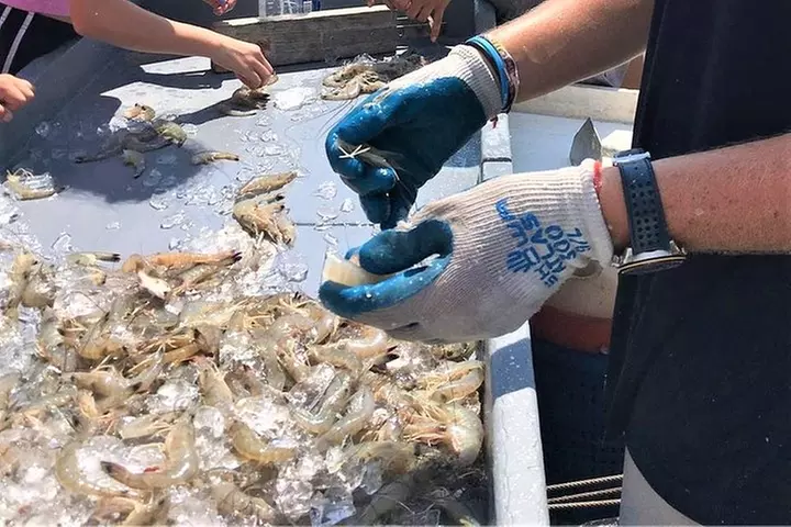 Hilton Head Shrimp Trawling Boat Cruise