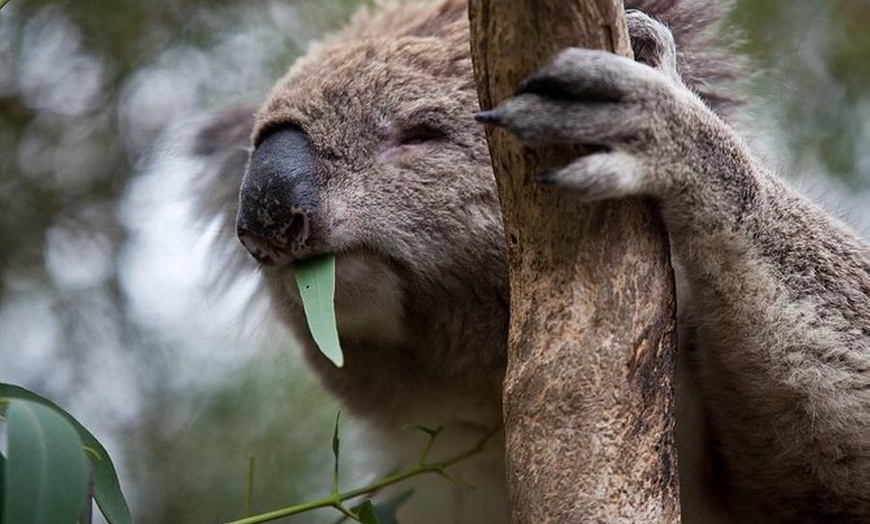 Image 1: Phillip Island Koala Conservation Centre: Entry ticket