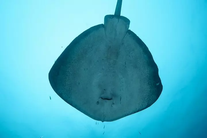 Rottnest Island Boat Dive Day Trip including Lunch