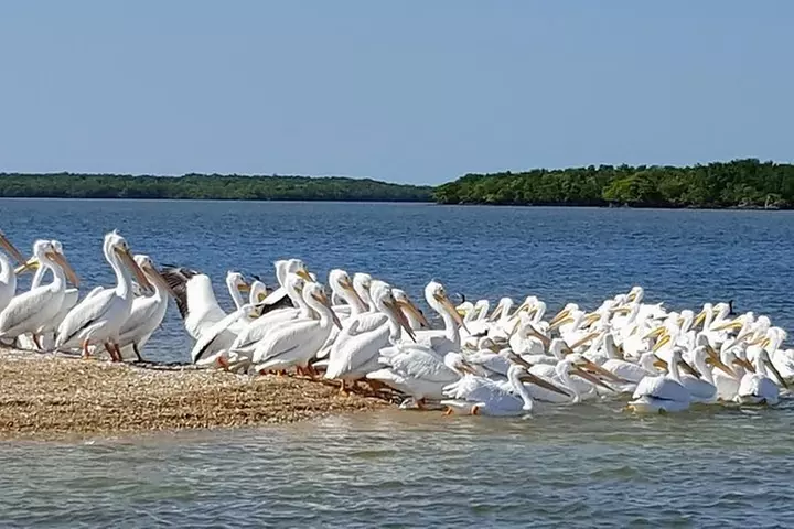 Everglades National Park Biologist Led Adventure: Cruise, Hike + Ai...