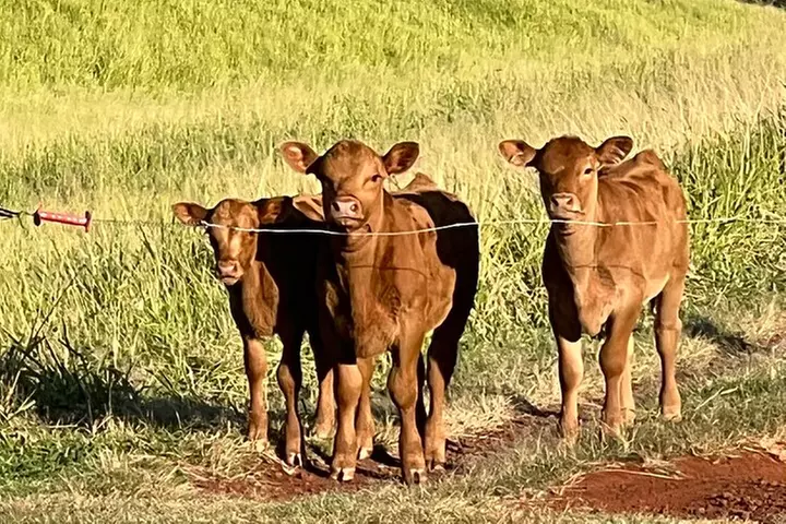 Enjoy Sunset with a Fine Cigar in Hawi