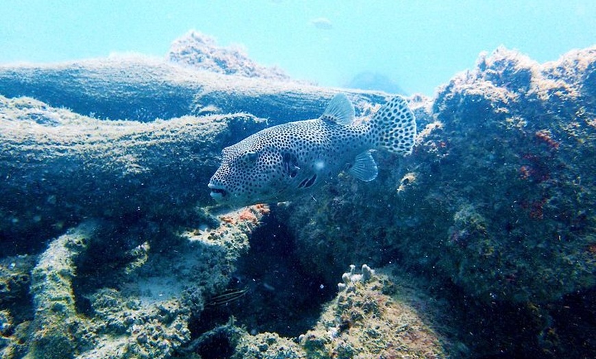 Image 6: Wave Break Island Snorkel Tour on the Gold Coast