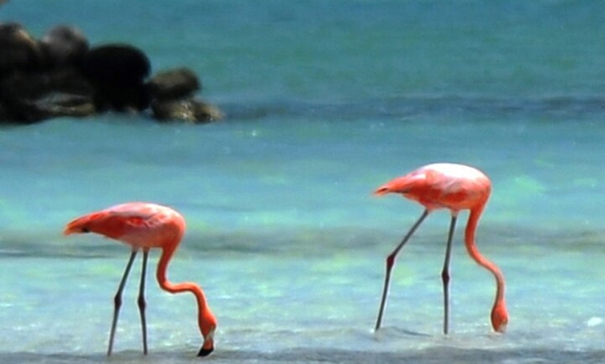 Image 16: Luc's Bonaire Open Bus Tour