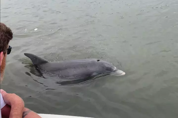 Private Charleston Dolphin and Eco Boat Tour