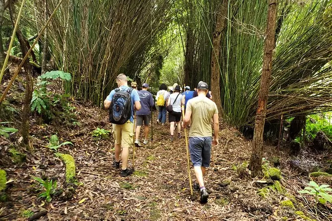 Kona Cloud Forest Guided Walking Tours - Primary Image