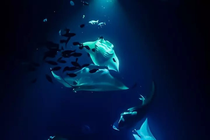 Manta Ray Night Snorkel Tour in Kailua-Kona, Big Island
