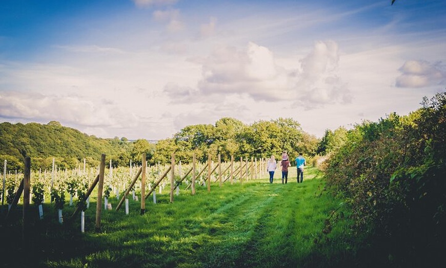 Image 4: 1.5-Hour Swanaford Vineyard Tour And Tasting Experience