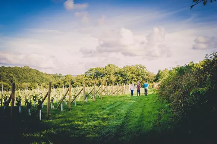 1.5-Hour Swanaford Vineyard Tour And Tasting Experience