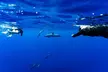 Swimming with Wild Dolphins Speedboat Adventure on Oahu! - Second Medium