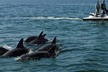 Crab Island Dolphin Jet Ski Adventure - Second Medium