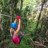 Image 2: Sunshine Coast Adventure Park TreeTop Challenge