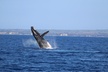 Maui Whale Watch & Snorkel from Ma'alaea Harbor Pride of Maui - Second Medium