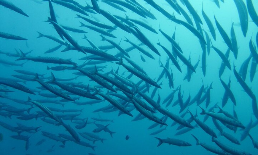 Image 2: Nice VIP promenade en mer avec snorkeling et plongée