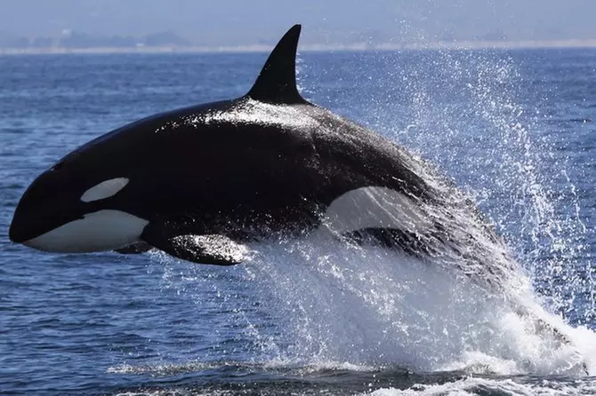 Monterey Bay Whale Watch Tour - Primary Image