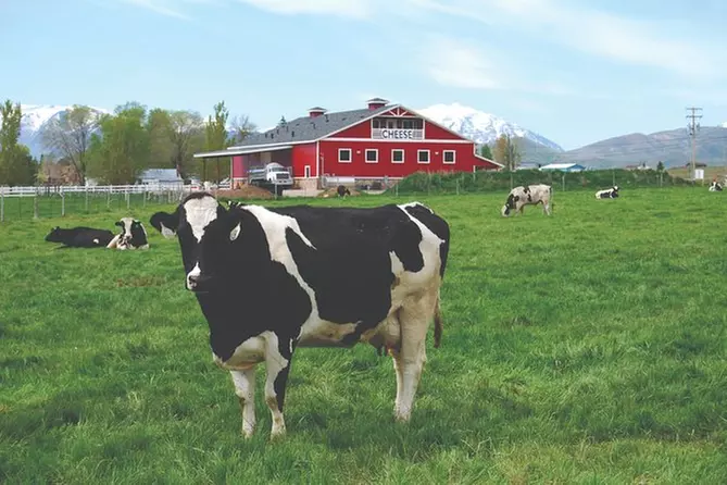 Meet the Cows - Dairy Barn Tour - Primary Image