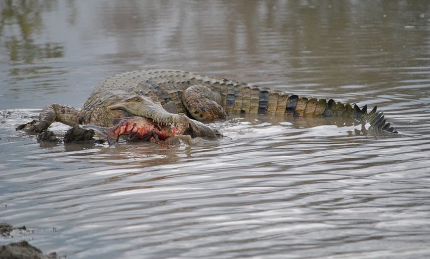 Image 9: Corroboree Billabong Wetland Cruises - 1.5 hour Morning cruise