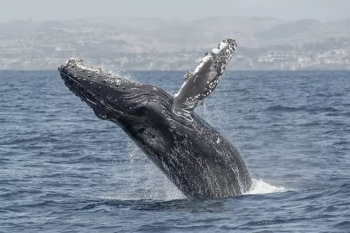 Private Dolphin and Whale Watching Tour in Newport Beach