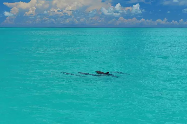 Key West Dolphin Watch and Snorkel Tour - Eco Adventure