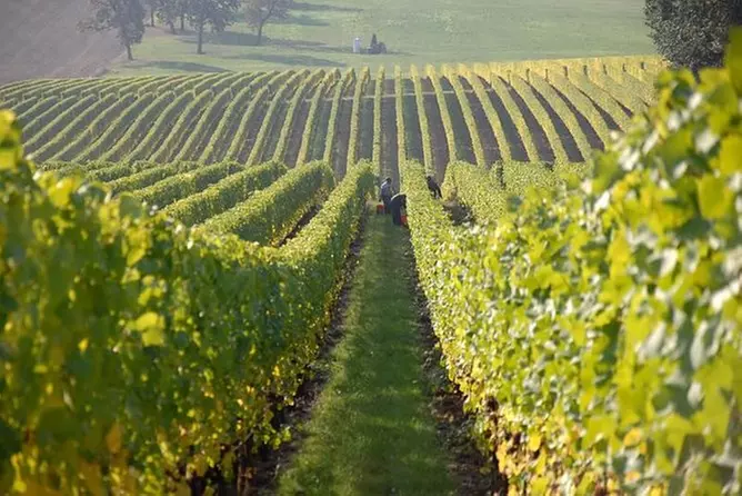 Fredericksburg Hill Country Wine Tour with Tastings - Primary Image