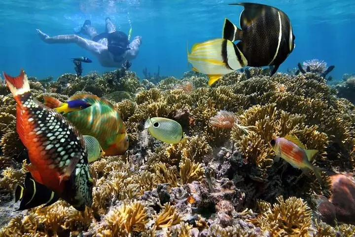 Key West 2 Reef Snorkel Tour & Sunset Cruise with Beer & Wine