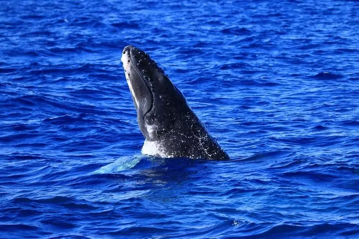 Kona's Guaranteed Whale Watch: An Unforgettable Ocean Encounter