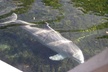 3 Hour See Crystal River Wildlife Safari Boat Cruise - Second Medium