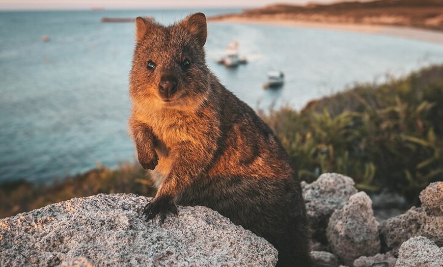 Image 6: Rottnest Island Roundtrip Fast Ferry from Hillarys Boat Harbour