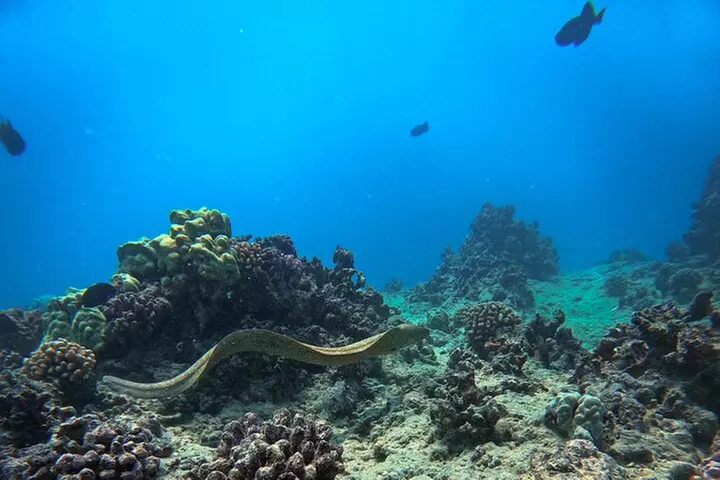 Moana's Waikīkī Grand Guided Turtle Snorkel & Sailing Adventure