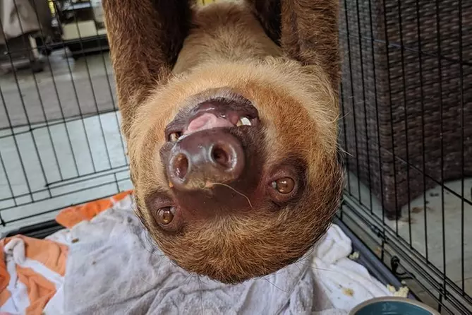 Feed a Sloth, Walk an Anteater, Feed a Kinkajou & more exotics on a 1 hour Tour - Primary Image