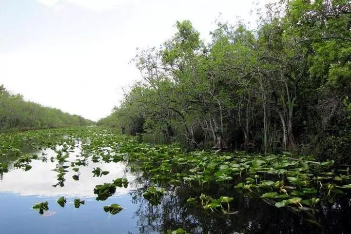 Everglades Wildlife Tour: Airboat & Alligator Habitat Experience
