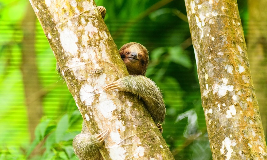 Image 10: ✈ COSTA RICA | De San José à Manuel Antonio - Autotour à la découve...