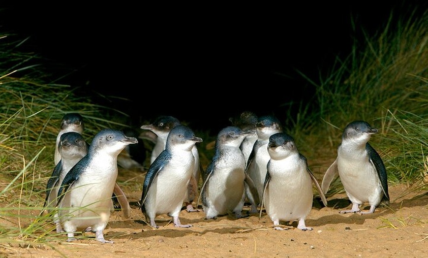 Image 1: Full-Day Phillip Island Tour with Kangaroo, Koala and Penguin Parade