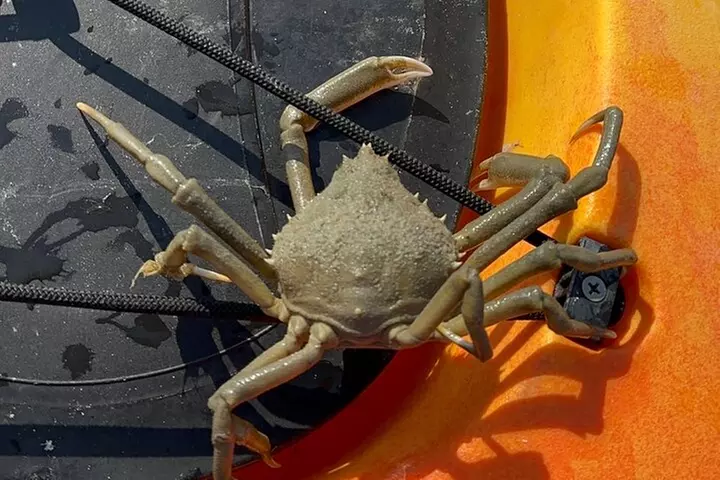 Exclusive Kayak Expedition: Exploring the Mangroves to Shell Key